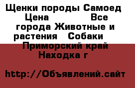 Щенки породы Самоед › Цена ­ 20 000 - Все города Животные и растения » Собаки   . Приморский край,Находка г.